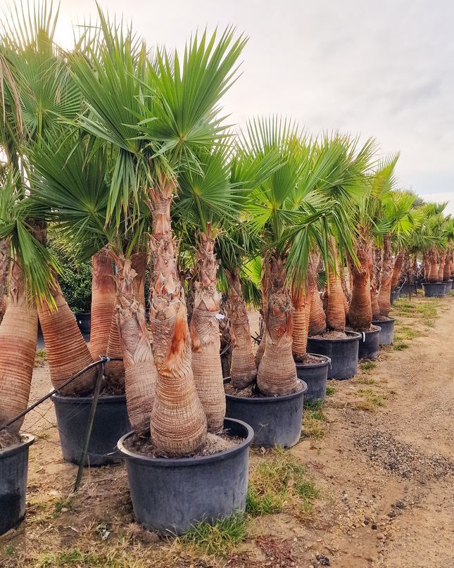 Palmier washingtonia Robusta 3 Stipes "tronc rasé" à croissance rapide - Hauteur 2 mètres
