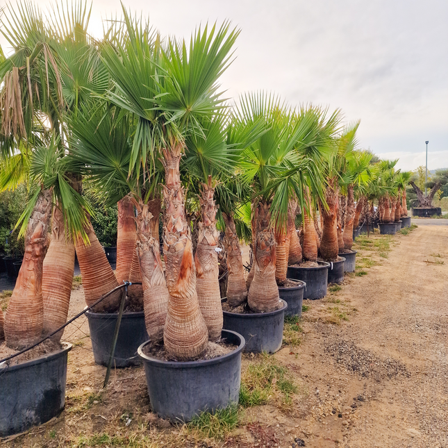 Palmier washingtonia Robusta 3 Stipes "tronc rasé" à croissance rapide - Hauteur 2 mètres