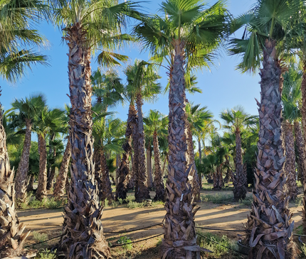 Palmier Washingtonia robusta - hauteur stipe 360 cm