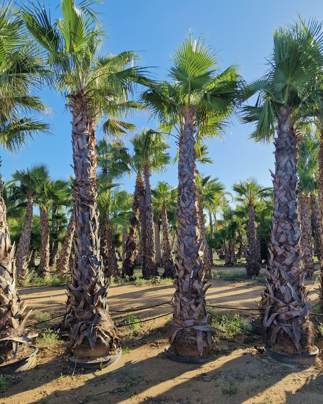 Palmier Washingtonia robusta - hauteur stipe 360 cm