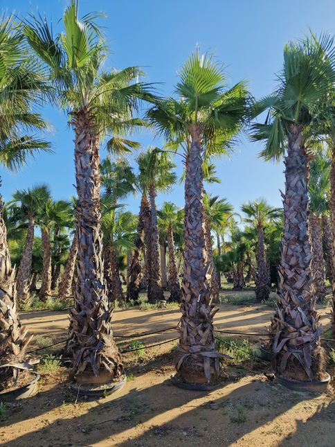 Palmier Washingtonia robusta - hauteur stipe 360 cm