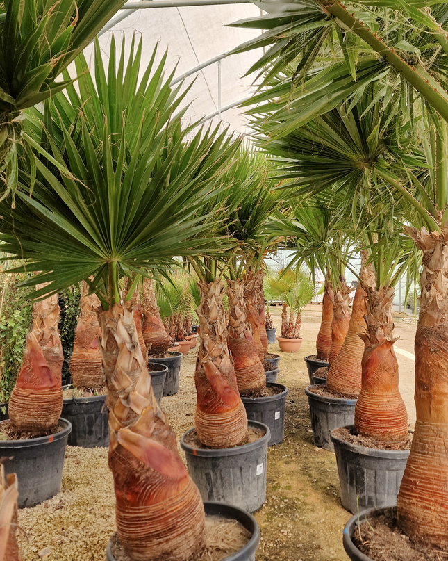 Palmier Washingtonia robusta – Tronc rasé – Stipe 100 cm - palmier à croissance rapide