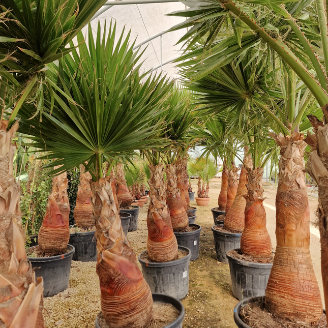 Palmier Washingtonia robusta – Tronc rasé – Stipe 100 cm - palmier à croissance rapide