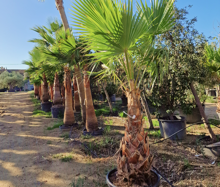 Palmier Washingtonia Robusta - Stipe 100 cm