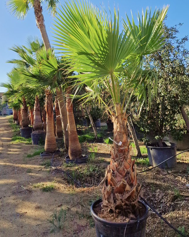 Palmier Washingtonia Robusta - Stipe 100 cm