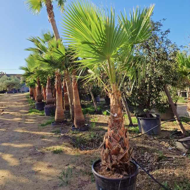 Palmier Washingtonia Robusta - Stipe 100 cm