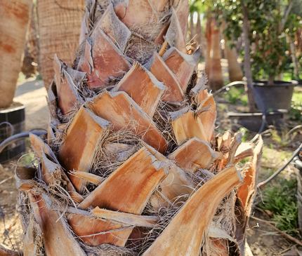 Palmier Washingtonia Robusta - Stipe 100 cm