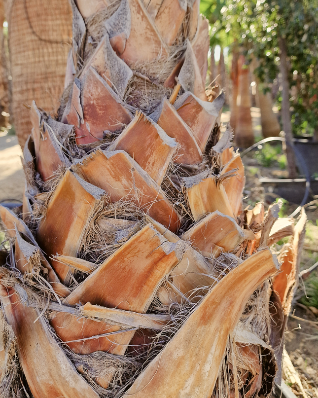 Palmier Washingtonia Robusta - Stipe 100 cm