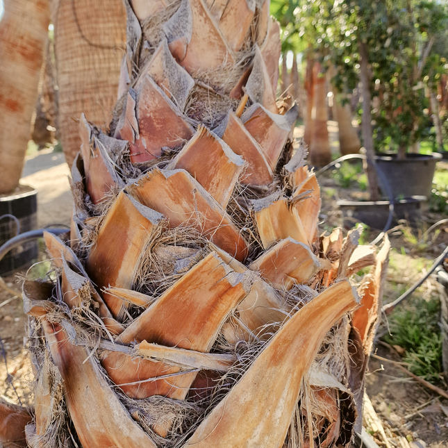 Palmier Washingtonia Robusta - Stipe 100 cm