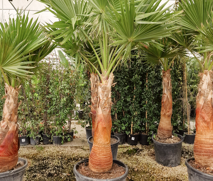 Palmier Washingtonia robusta – Tronc rasé – Stipe 100 cm - palmier à croissance rapide