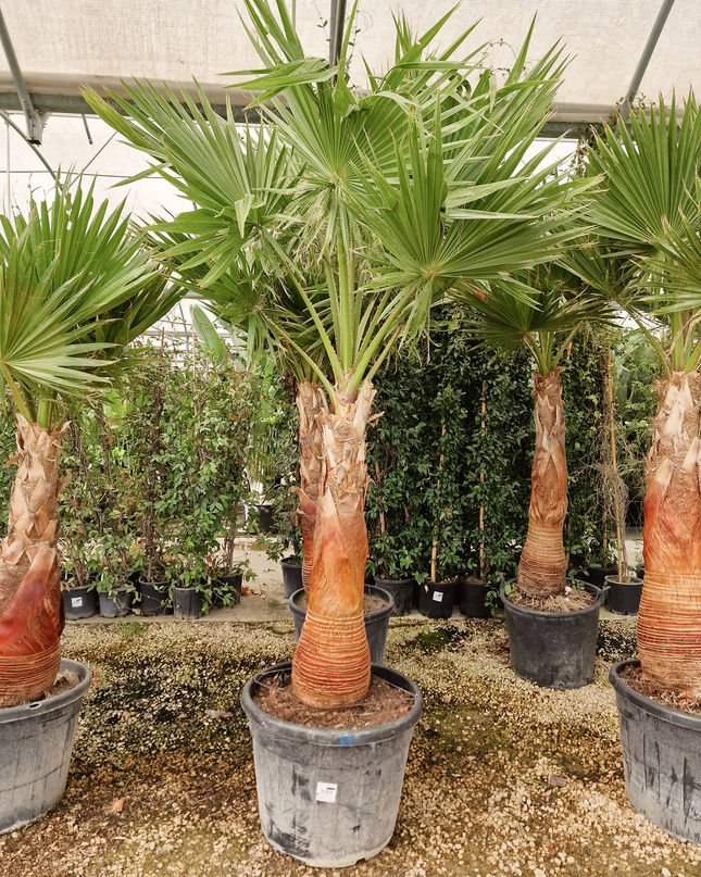 Palmier Washingtonia robusta – Tronc rasé – Stipe 100 cm - palmier à croissance rapide