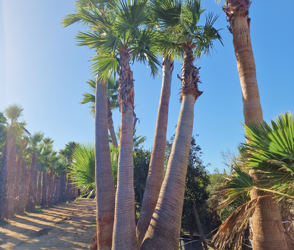 Palmier washingtonia - triple stipes - tronc 310 cm