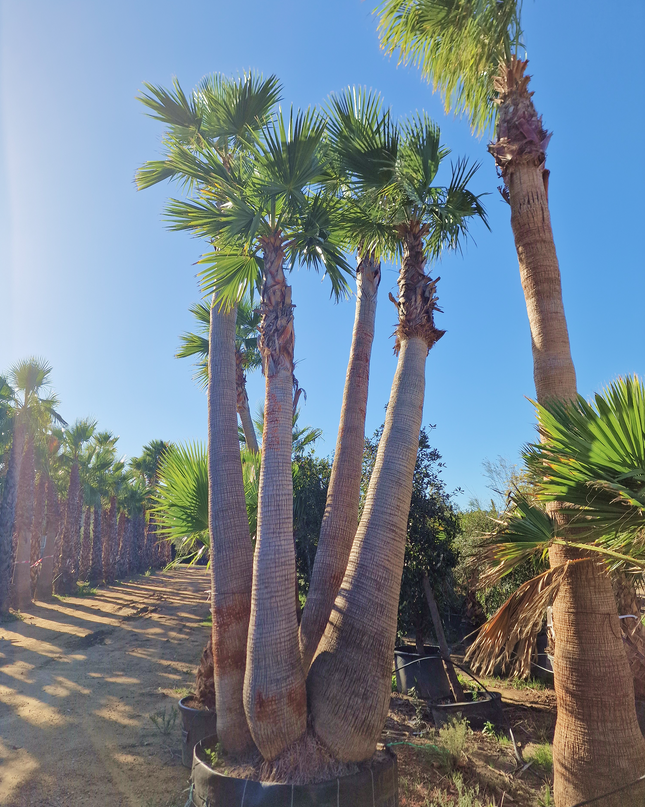 Palmier washingtonia - triple stipes - tronc 310 cm