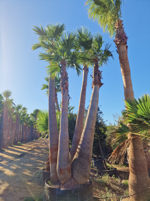 Palmier washingtonia - triple stipes - tronc 310 cm