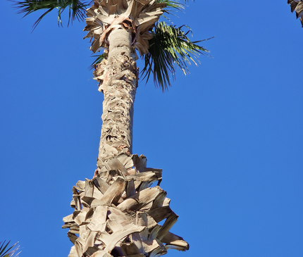 Palmier Washingtonia Robusta - Stipe 900 cm (9 mètres)