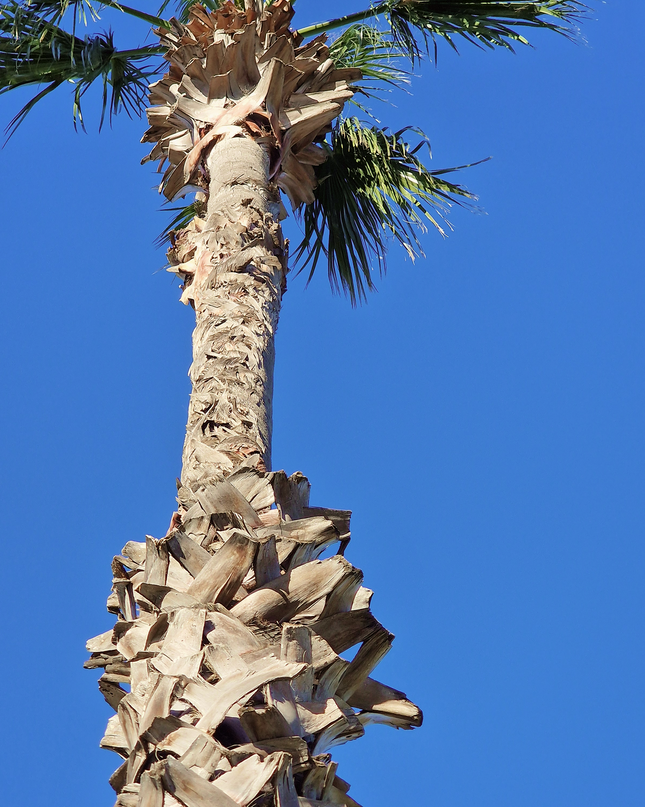 Palmier Washingtonia Robusta - Stipe 900 cm (9 mètres)