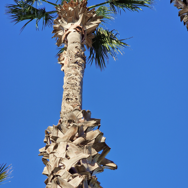 Palmier Washingtonia Robusta - Stipe 900 cm (9 mètres)
