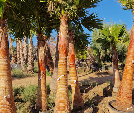 Palmier Washingtonia nettoyé - Stipe (tronc) de 190 centimètres