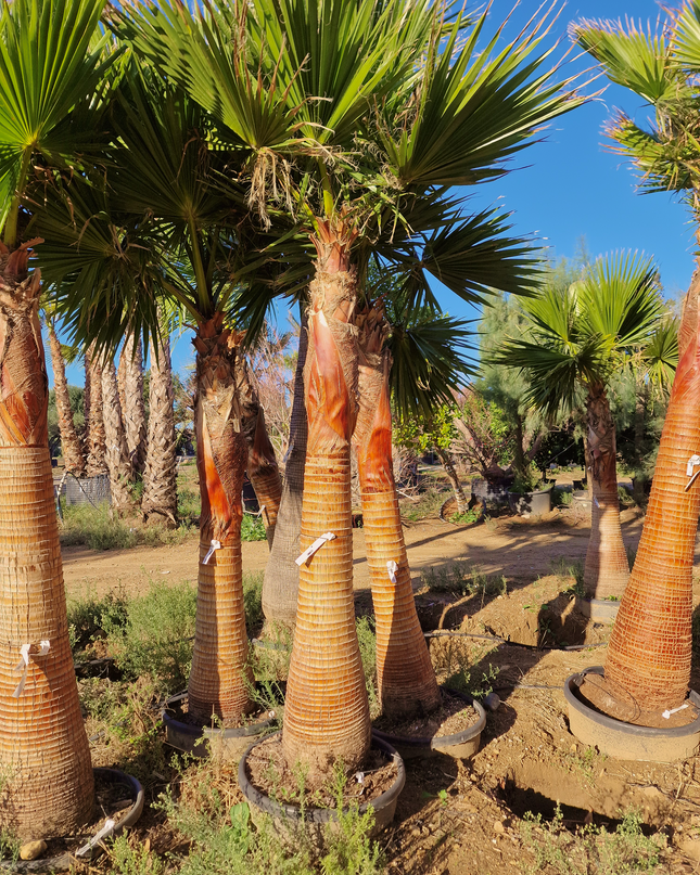Palmier Washingtonia nettoyé - Stipe (tronc) de 190 centimètres