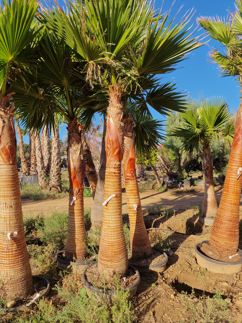 Palmier Washingtonia nettoyé - Stipe (tronc) de 190 centimètres