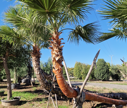 Palmier couché washingtonia robusta nettoyé - 5 mètres
