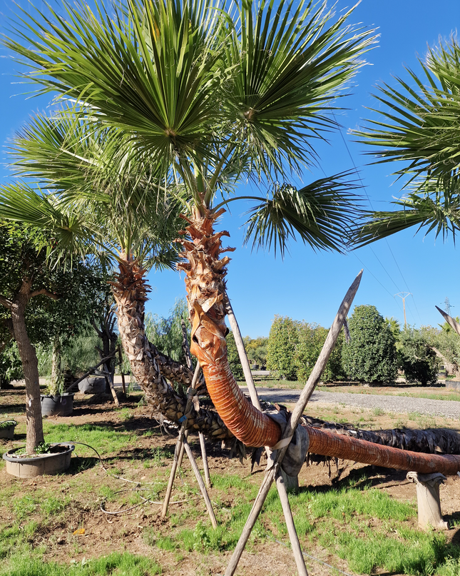 Palmier couché washingtonia robusta nettoyé - 5 mètres
