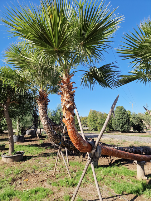 Palmier couché washingtonia robusta nettoyé - 5 mètres