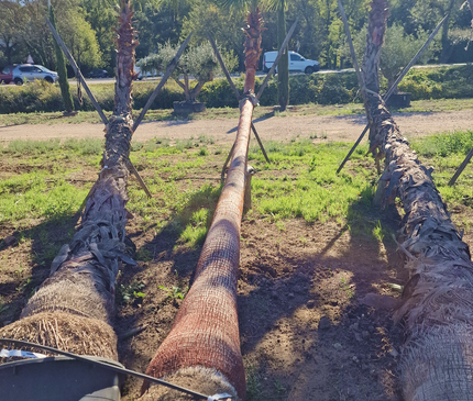 Palmier couché washingtonia robusta nettoyé - 5 mètres