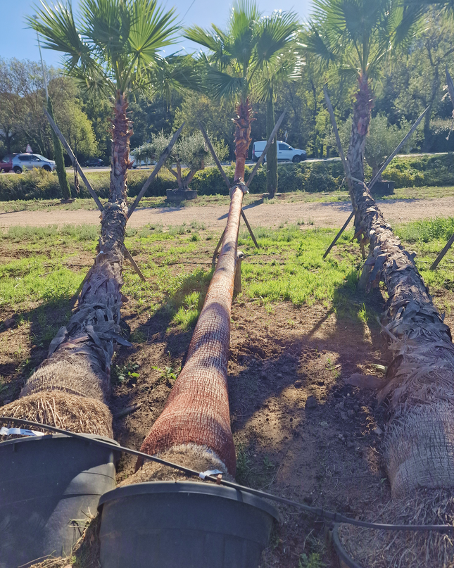 Palmier couché washingtonia robusta nettoyé - 5 mètres