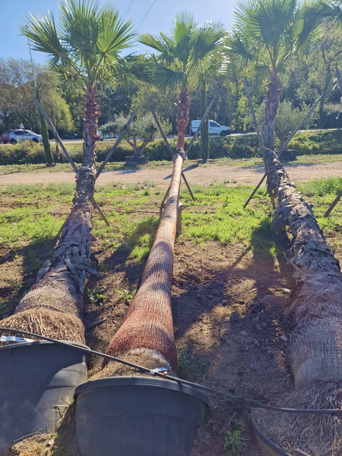 Palmier couché washingtonia robusta nettoyé - 5 mètres