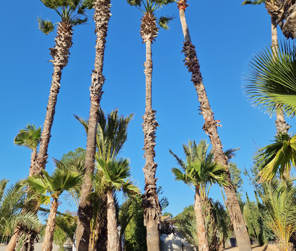 Palmier Washingtonia Robusta - Stipe 900 cm (9 mètres)