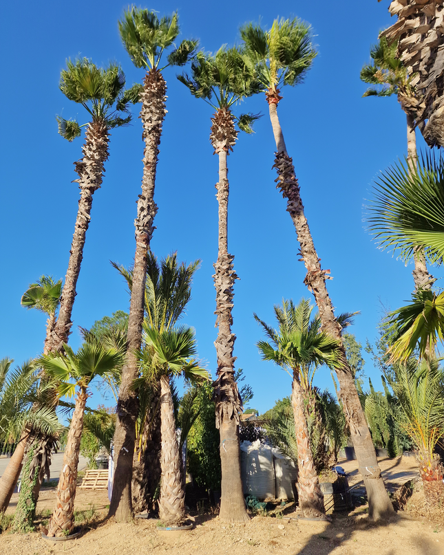 Palmier Washingtonia Robusta - Stipe 900 cm (9 mètres)