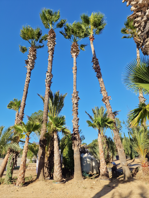Palmier Washingtonia Robusta - Stipe 900 cm (9 mètres)