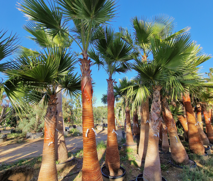 Palmier Washingtonia nettoyé - tronc de 200 centimètres