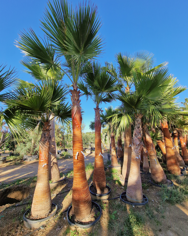 Palmier Washingtonia nettoyé - tronc de 200 centimètres