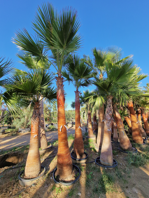 Palmier Washingtonia nettoyé - tronc de 200 centimètres