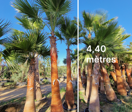 Palmier Washingtonia nettoyé - tronc de 200 centimètres