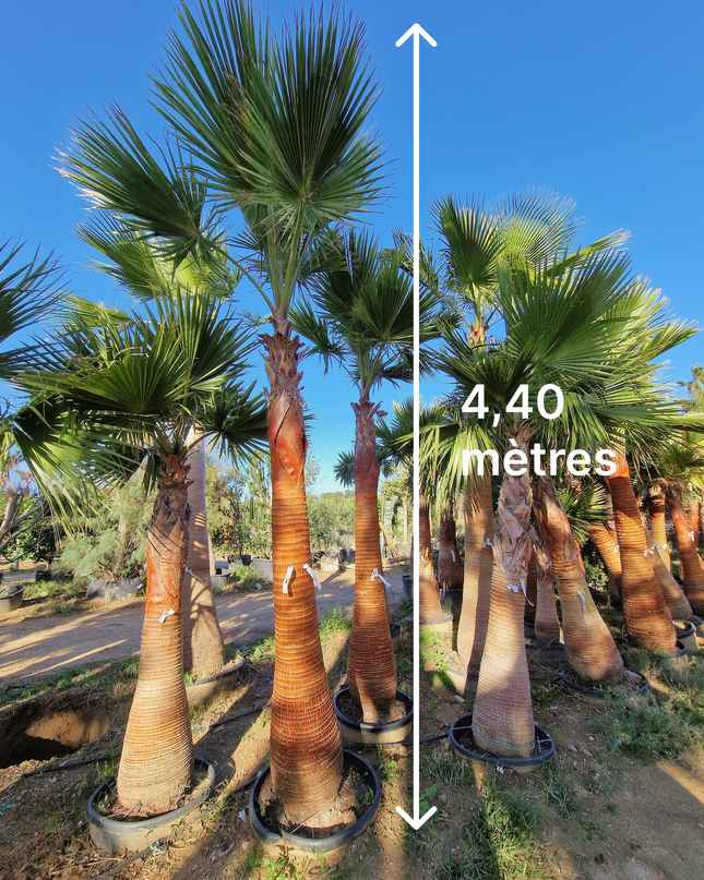 Palmier Washingtonia nettoyé - tronc de 200 centimètres