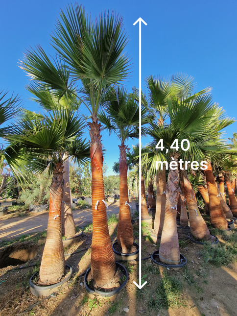 Palmier Washingtonia nettoyé - tronc de 200 centimètres
