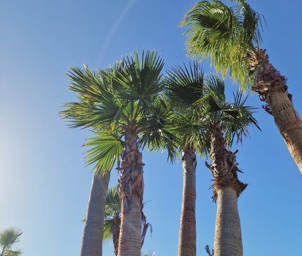 Palmier washingtonia - triple stipes - tronc 310 cm