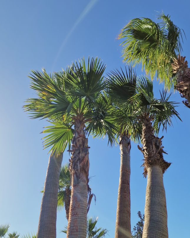 Palmier washingtonia - triple stipes - tronc 310 cm