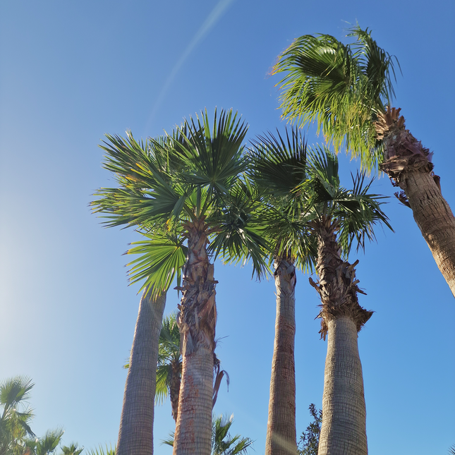 Palmier washingtonia - triple stipes - tronc 310 cm