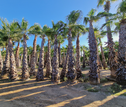 Palmier Washingtonia robusta - hauteur stipe 360 cm