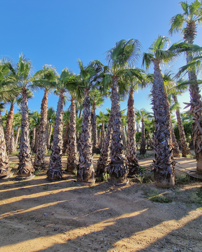Palmier Washingtonia robusta - hauteur stipe 360 cm