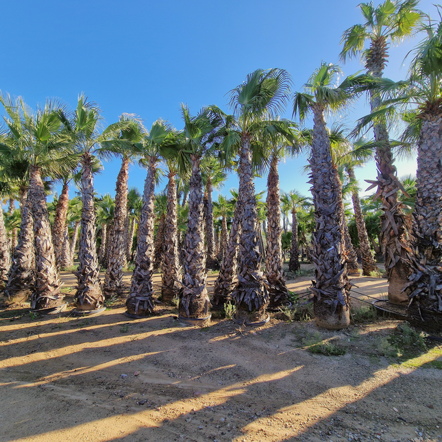 Palmier Washingtonia robusta - hauteur stipe 360 cm