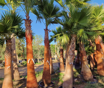 Palmier Washingtonia nettoyé - tronc de 200 centimètres