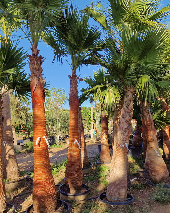 Palmier Washingtonia nettoyé - tronc de 200 centimètres