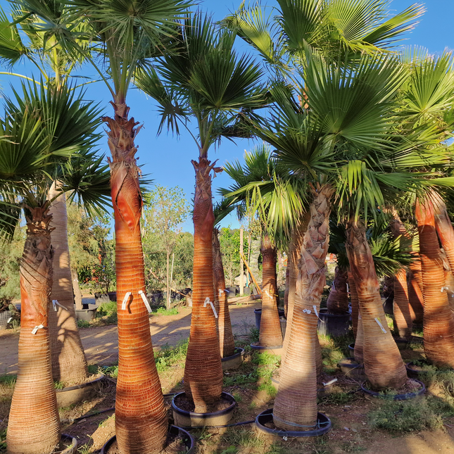Palmier Washingtonia nettoyé - tronc de 200 centimètres