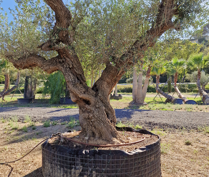 Olivier centenaire (Olea europaea) – 1,80 mètre