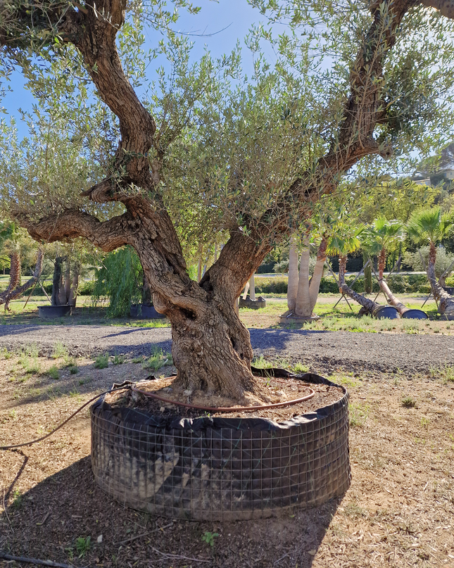 Olivier centenaire (Olea europaea) – 1,80 mètre